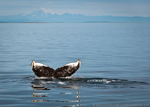 Submerging fluke of humpback whale with Mount Baker in the background