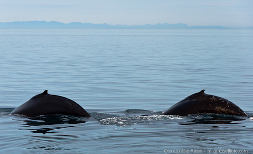 Two humpback whales diving
