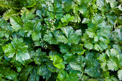 celery from my garden