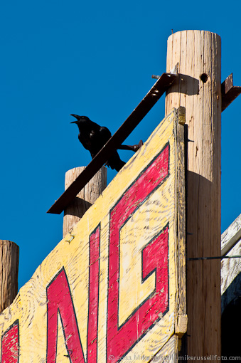 raven watches over Nothing, Arizona