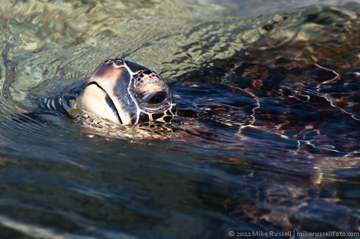 Honu, sea turtle