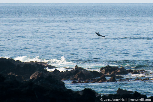 Spinner dolphin breaching off the coast of the Big Island, Hawaii