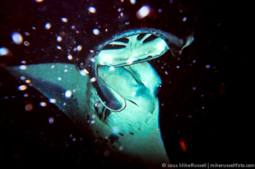 Two manta rays feeding, courtesy of Mike Russell