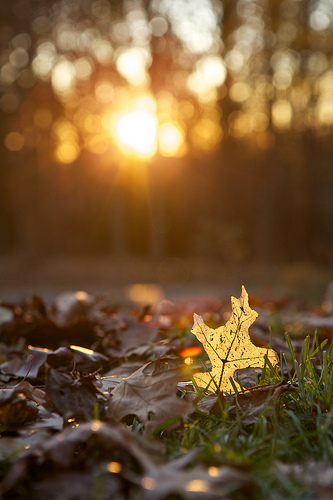 Beauty of November 2