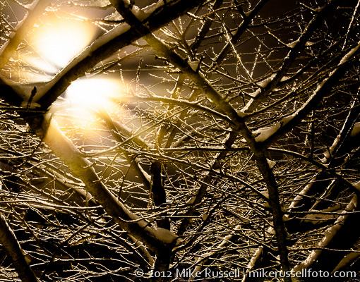 Light shines through icy branches of a tree
