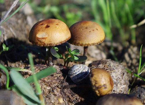 Dung mushrooms