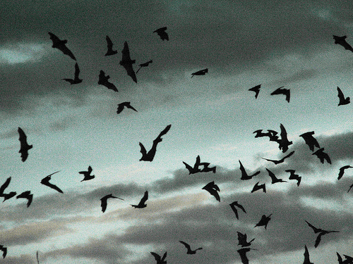 Mexican Freetail Bats flying out of Carlsbad Caverns, New Mexico at dusk
