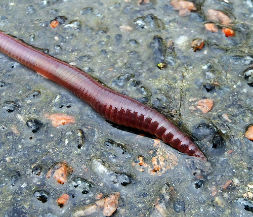 Shiny, wet, earthworm.
